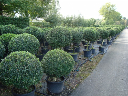 Huiswerk maken Reactor Verouderd Buxus sempervirens bol op stam - Buxus Topiary - Buxusshop.be